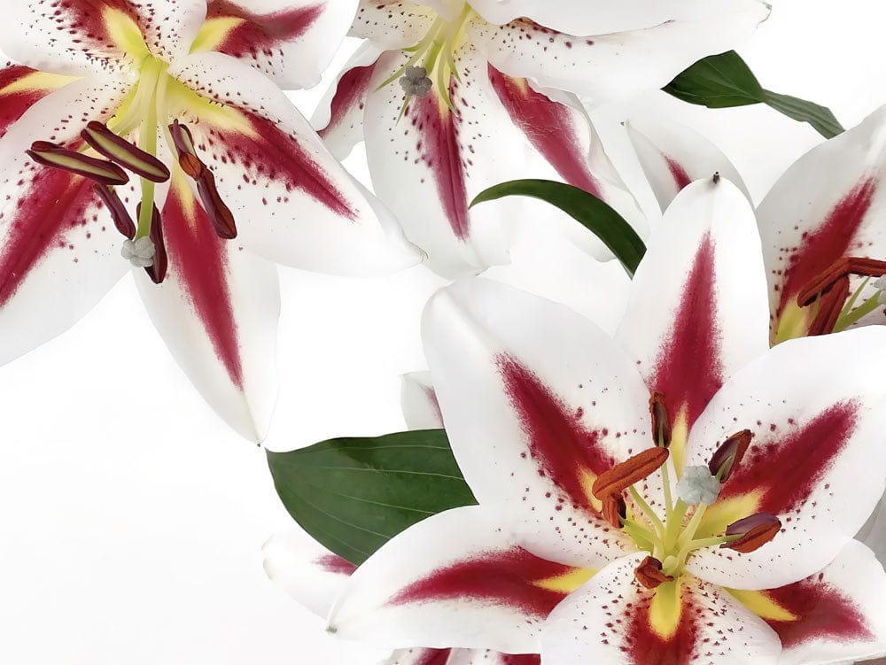Photo de fleurs blances avec marques rouges et jaunes pour le papier peint mural Aroma de Lily
