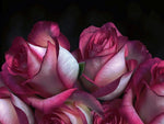 Papier Peint Mural Arôme de Rose Évasion Florale Panoramique - Vignette | Mr Papier Peint