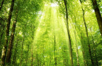 Papier peint panoramique forêt lumière ambiance nature apaisante - Vignette | Mr Papier Peint