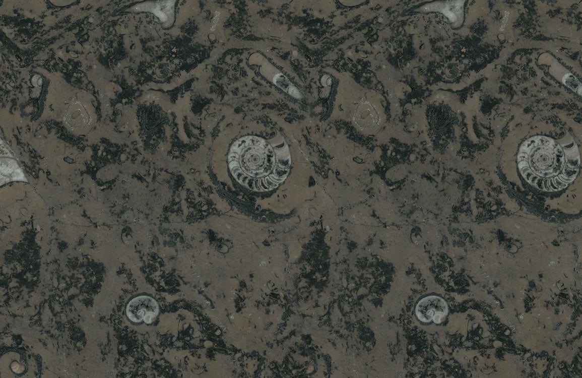 Papier peint mural avec motif de fossiles marins, pierre fossilisée grisâtre avec spirales