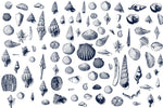 Papier peint mural Coquillages Bleu Marine Évasion Océanique - Vignette | Mr Papier Peint