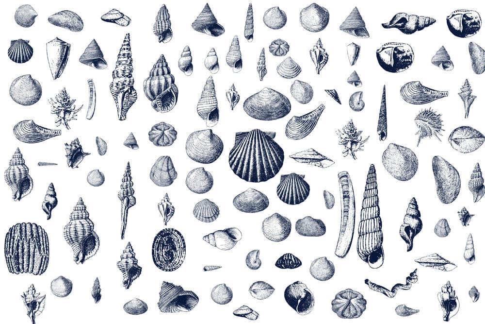 Illustration d assorted coquillages pour papier peint mural avec spécimens de coquillages