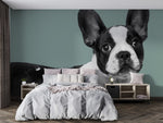 Papier peint mural Bulldog de Boston - Vignette | Mr Papier Peint