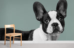 Papier peint mural Bulldog de Boston - Vignette | Mr Papier Peint