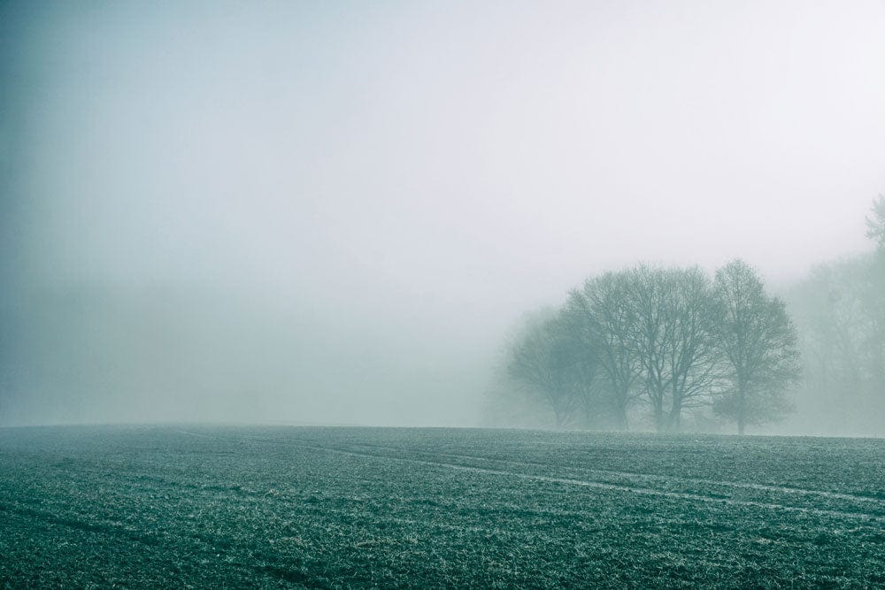 Papier peint mural Champ de brouillard épais avec un champ brumeux et arbres enveloppés de brouillard