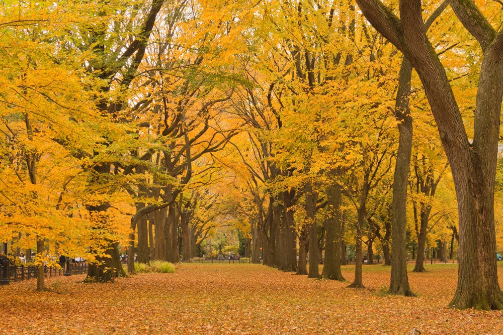 Papier peint mural Chemin d’automne - Le meilleur Papier peint panoramique Sur mesure