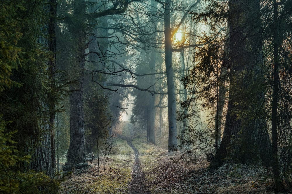 Papier peint mural forêt brumeuse avec chemin sinueux et lumière filtrante