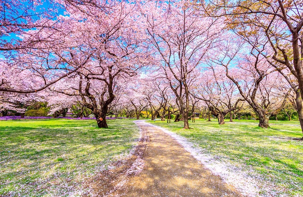 Papier peint mural Chemin de Sakura - Le meilleur Papier peint panoramique Sur mesure