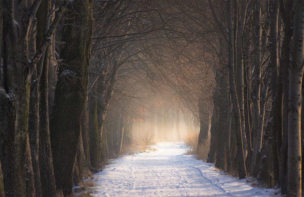 Papier peint mural chemin enneigé en forêt - Le meilleur Papier peint panoramique Sur mesure