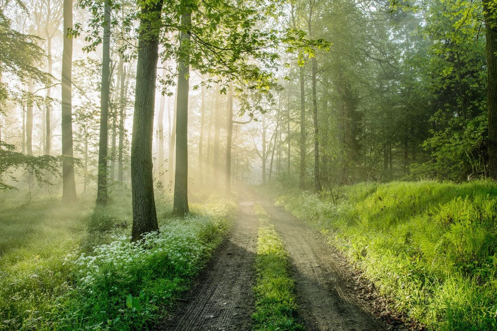 Papier peint mural chemin vers la forêt avec sentier poussiéreux dans forêt brumeuse