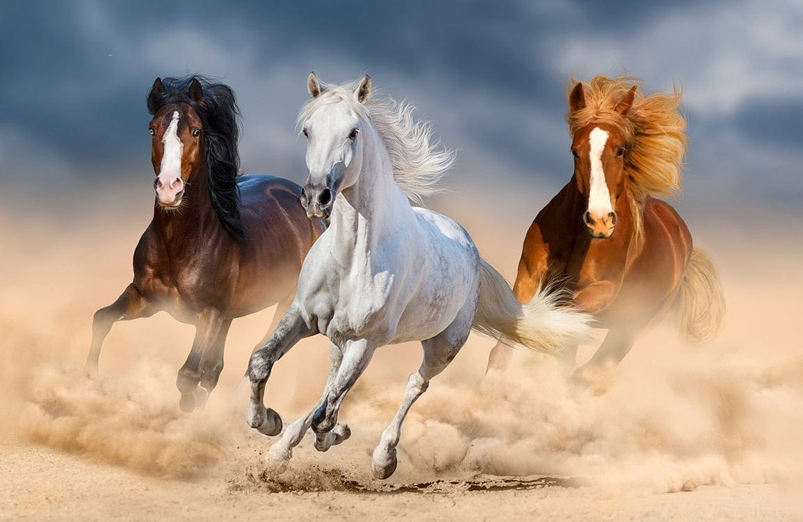 Papier peint mural Chevaux au galop II - Le meilleur Papier peint panoramique Sur mesure