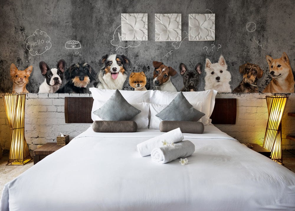 Papier peint mural Chiens en réflexion - Le meilleur Papier peint panoramique Sur mesure