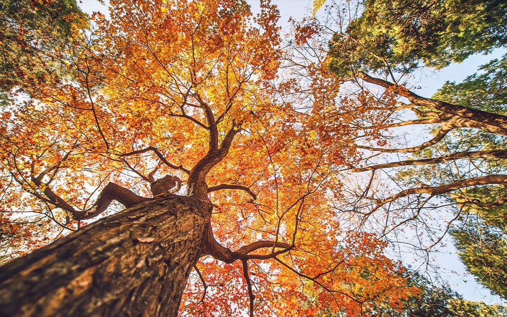 Papier peint mural Ciel d’Érable en Automne - Le meilleur Papier peint panoramique Sur mesure