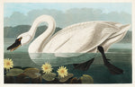 Élégance sereine avec le papier peint mural Cygne Américain - Vignette | Mr Papier Peint