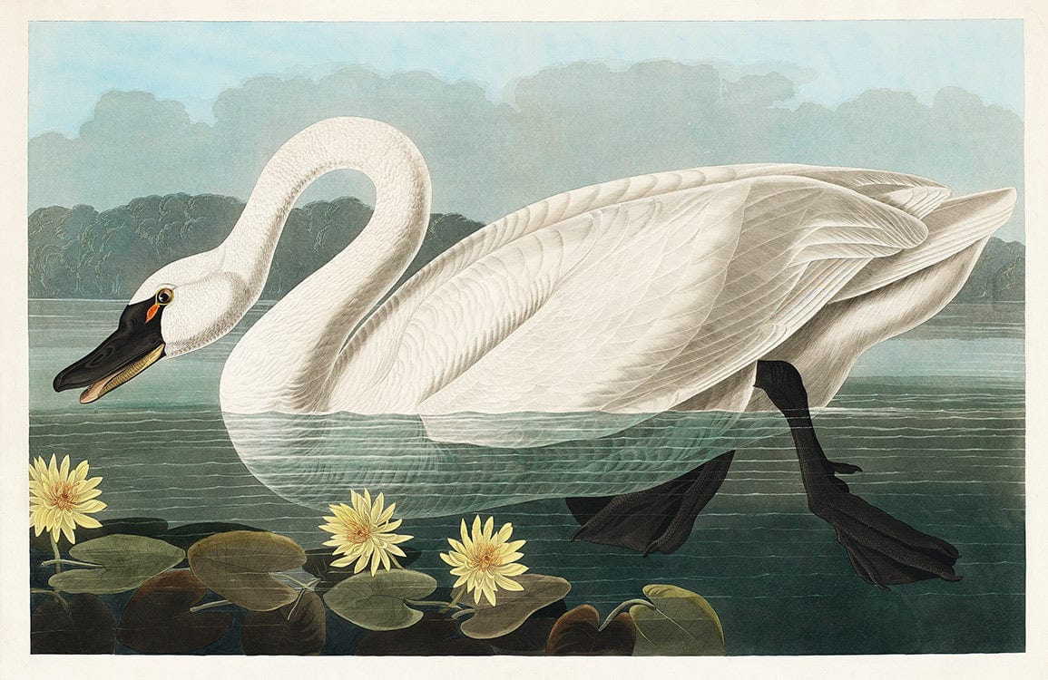 Peint mural cygne américain avec cygne blanc, nénuphars jaunes, décoration murale élégante
