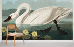 Élégance sereine avec le papier peint mural Cygne Américain - Vignette | Mr Papier Peint