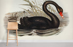 Mural Cygne Noir Élégance Mystérieuse en Papier Peint Panoramique - Vignette | Mr Papier Peint