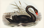 Mural Cygne Noir Élégance Mystérieuse en Papier Peint Panoramique - Vignette | Mr Papier Peint