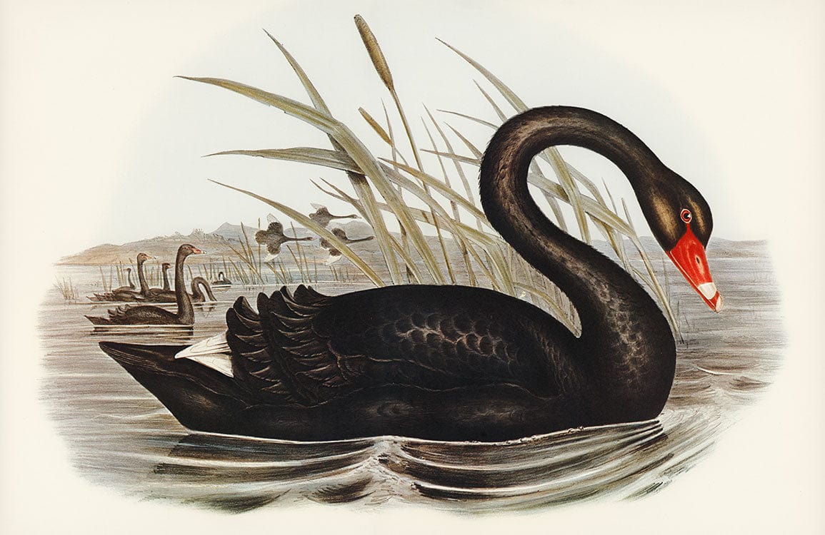 Photo d’un mural cygne noir avec bec rouge et pointe blanche dans l’eau