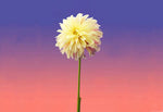 Peint mural Dahlia Solitaire élégance florale et sérénité - Vignette | Mr Papier Peint