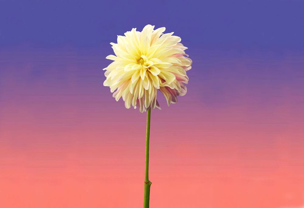 Peint mural dahlia solitaire jaune avec touches de rose sur un long tige verte