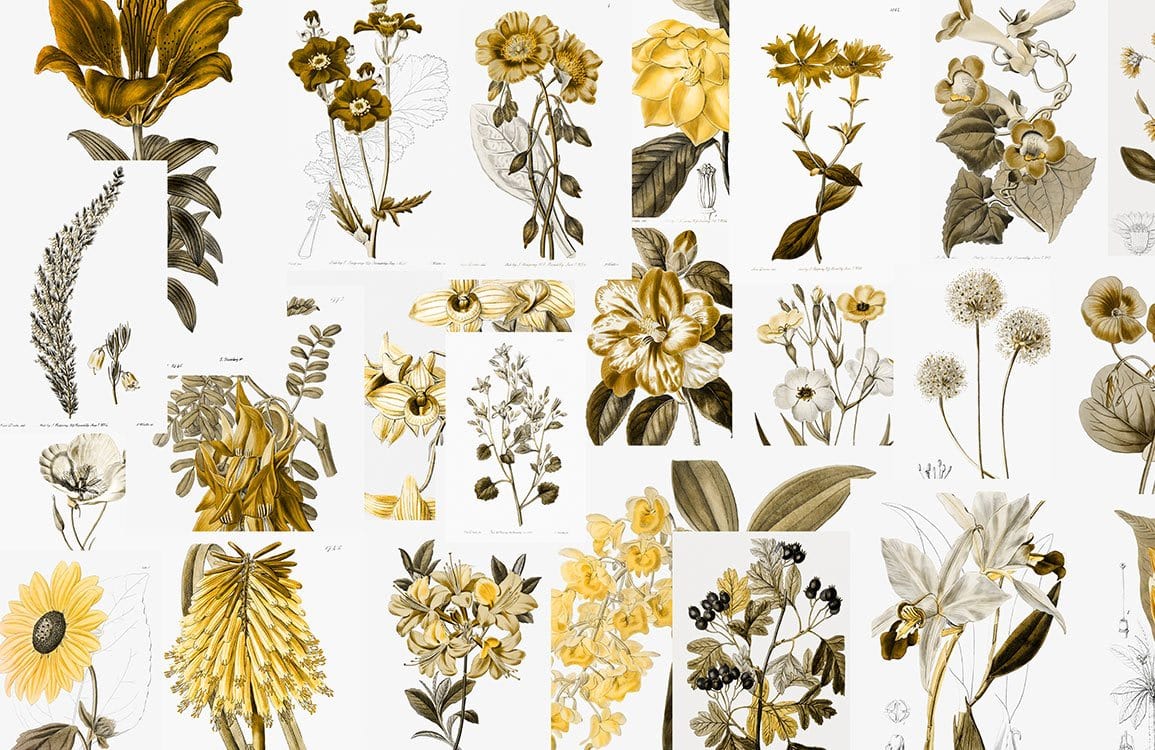 Illustration botanique de fleurs jaunes et dorées pour papier peint mural botanique