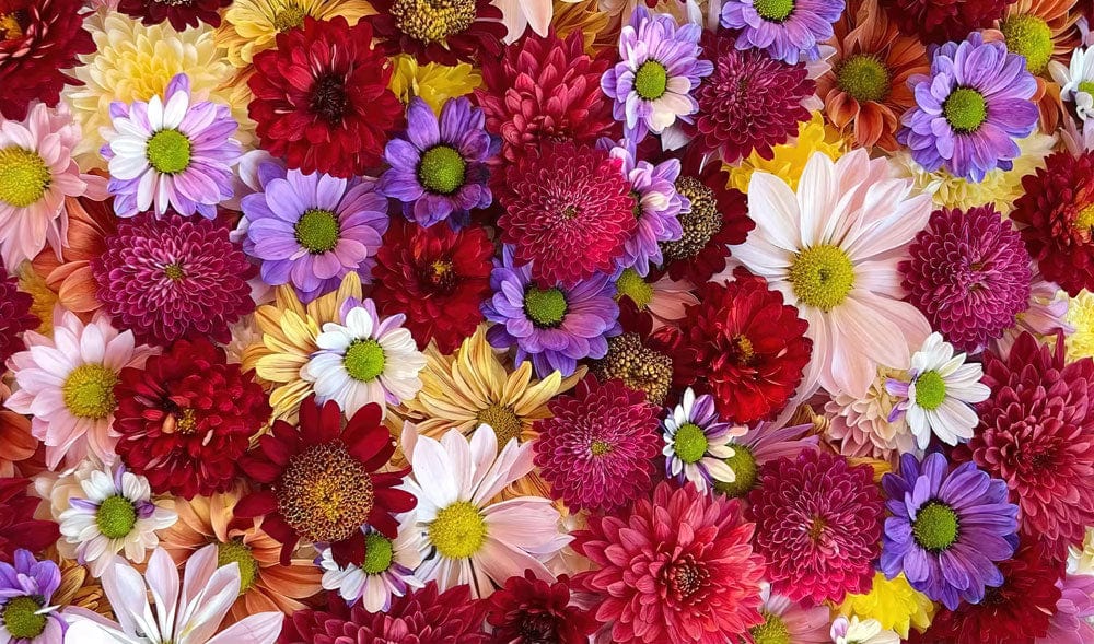 Papier Peint Mural de Bouquet de Marguerites Colorées - Le meilleur Papier peint panoramique Sur mesure