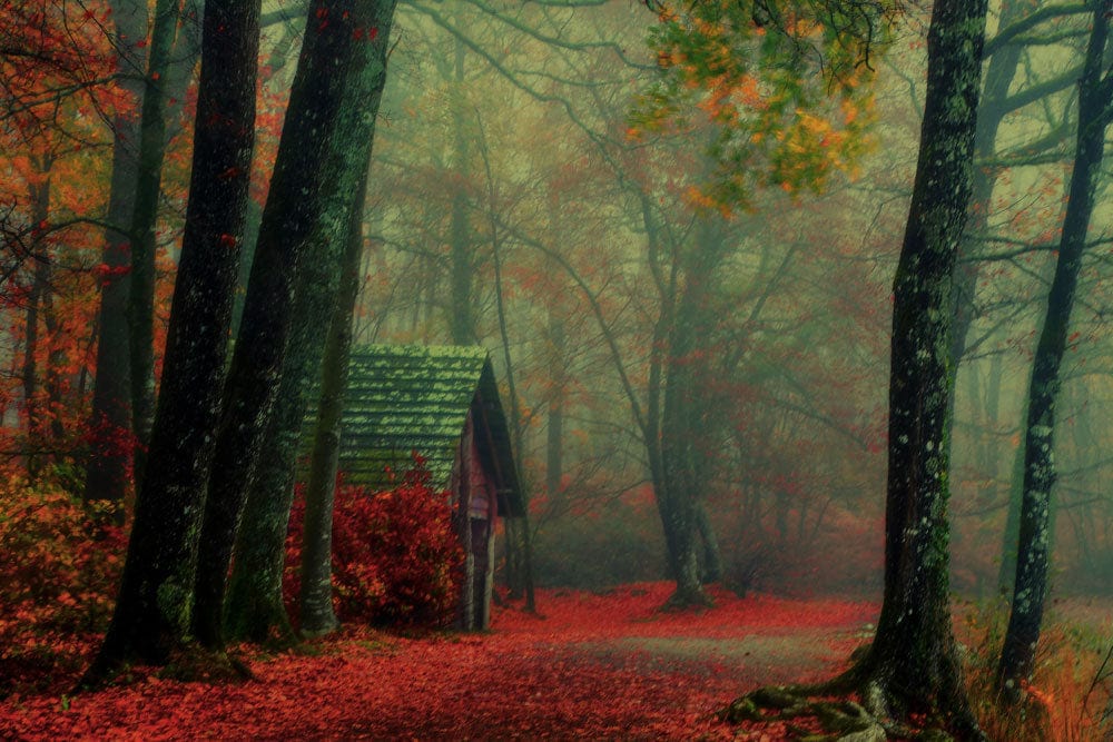 Papier peint mural de cabane dans la forêt - Le meilleur Papier peint panoramique Sur mesure