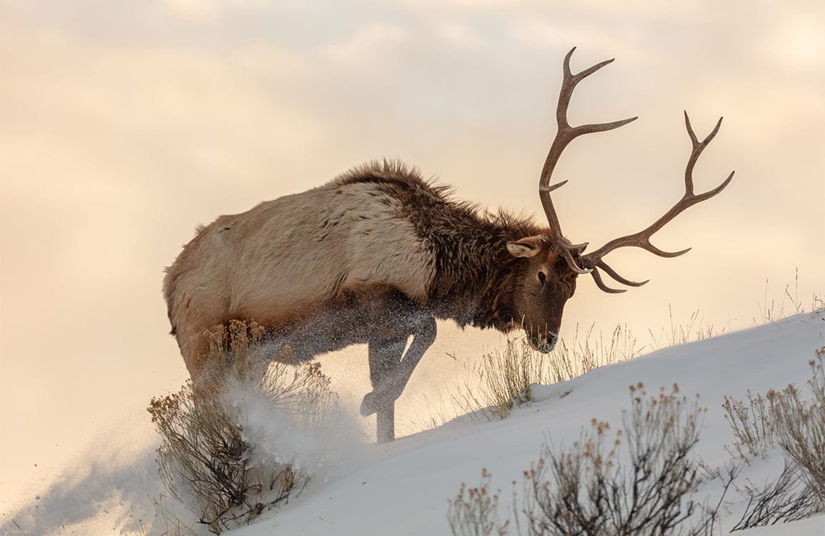 Papier peint mural de cerf élaphe dans la neige - Le meilleur Papier peint panoramique Sur mesure