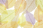 Papier peint mural de feuilles colorées - Vignette | Mr Papier Peint