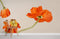 Papier peint mural de fleurs de pavot orange vibrant pour décoration intérieure