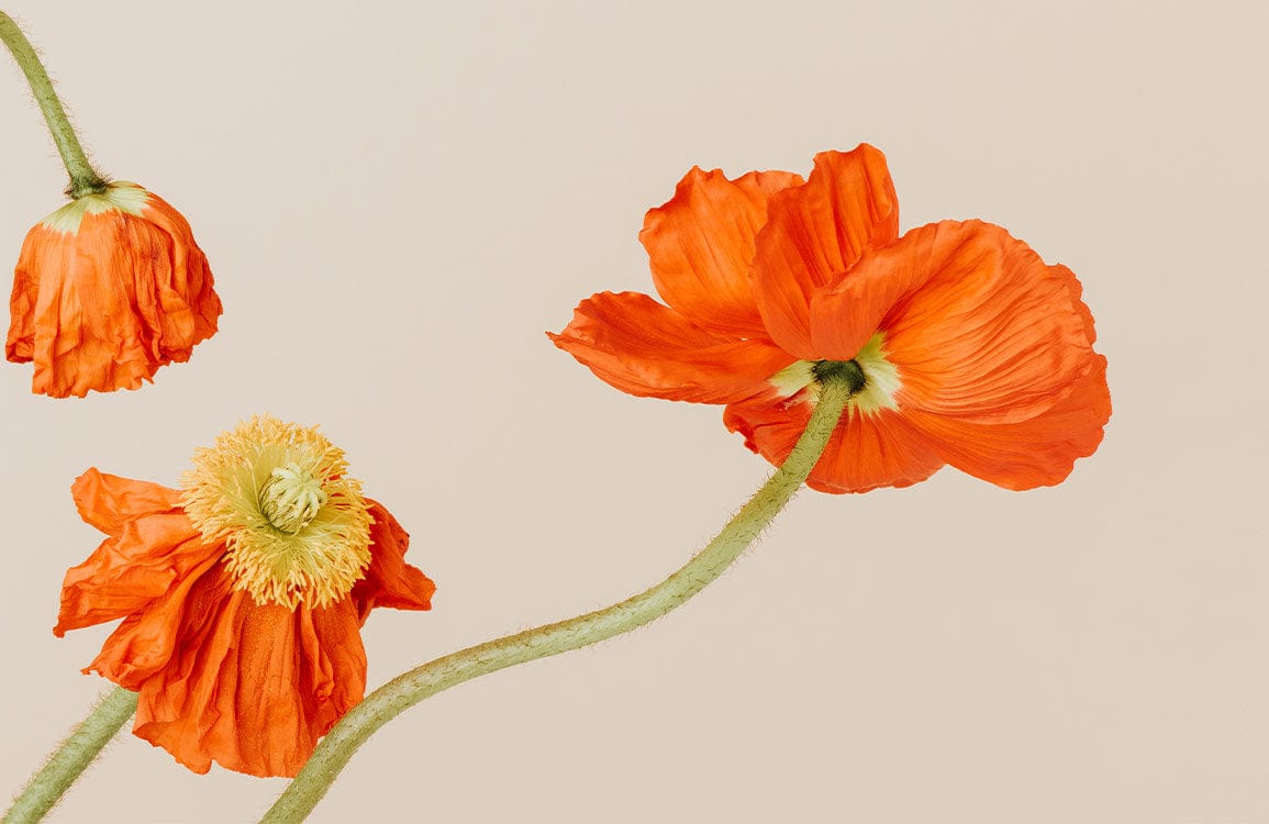 Papier Peint Mural de Fleurs de Pavot Orange - Le meilleur Papier peint panoramique Sur mesure