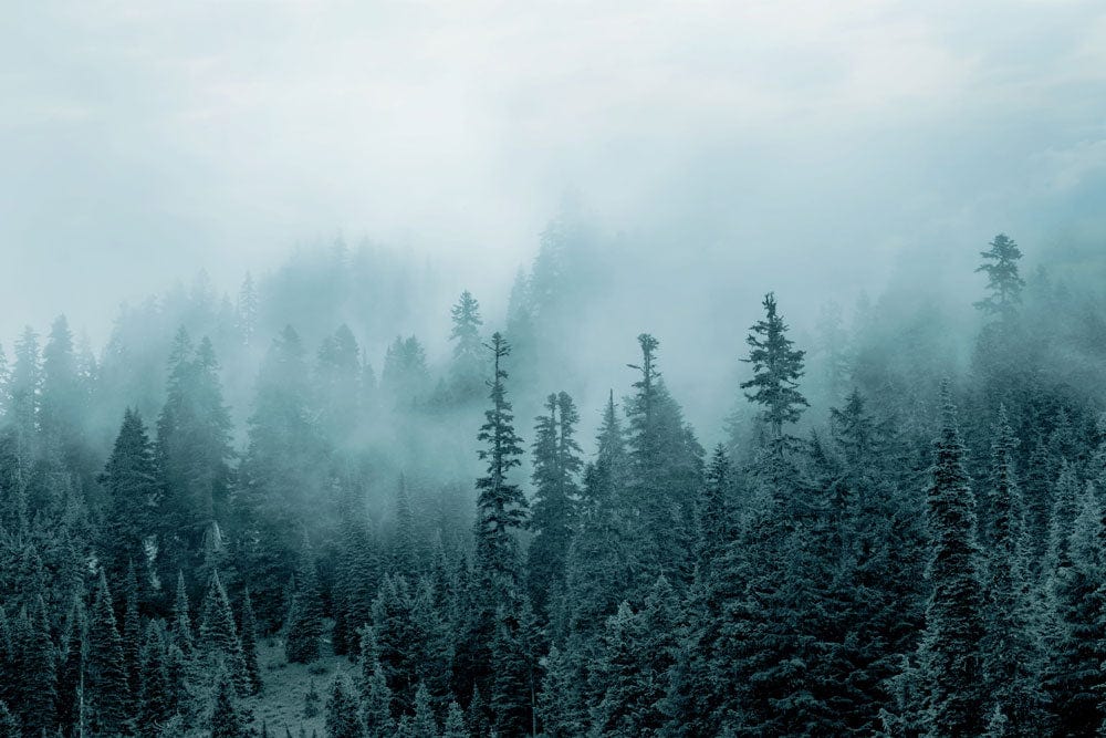 Papier Peint Mural de Forêt Brumeuse Apaisante - Le meilleur Papier peint panoramique Sur mesure