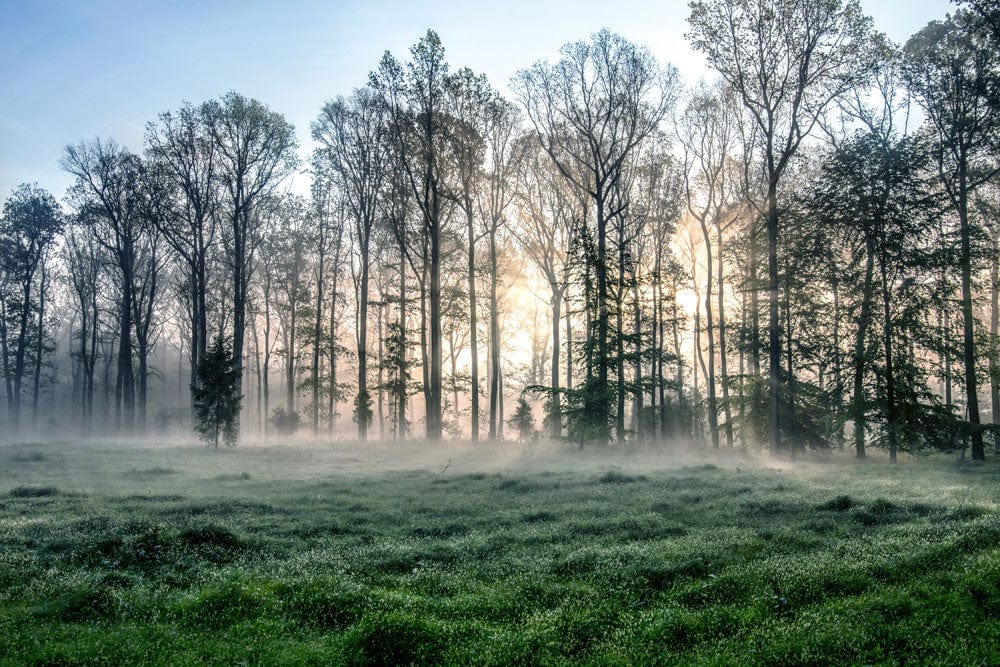 Papier peint mural forêt brumeuse avec lumière matinale et brouillard naturel