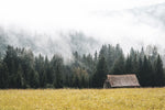 Papier peint mural de forêt dans un épais brouillard - Vignette | Mr Papier Peint