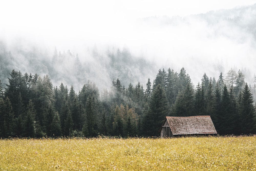 Papier peint mural de forêt dans un épais brouillard - Le meilleur Papier peint panoramique Sur mesure