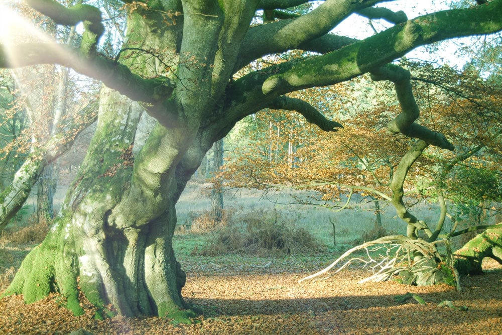 Papier peint mural de forêt ensoleillée - Le meilleur Papier peint panoramique Sur mesure