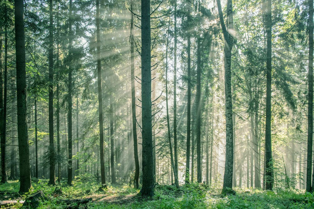 Papier peint mural de forêt luxuriante - Le meilleur Papier peint panoramique Sur mesure