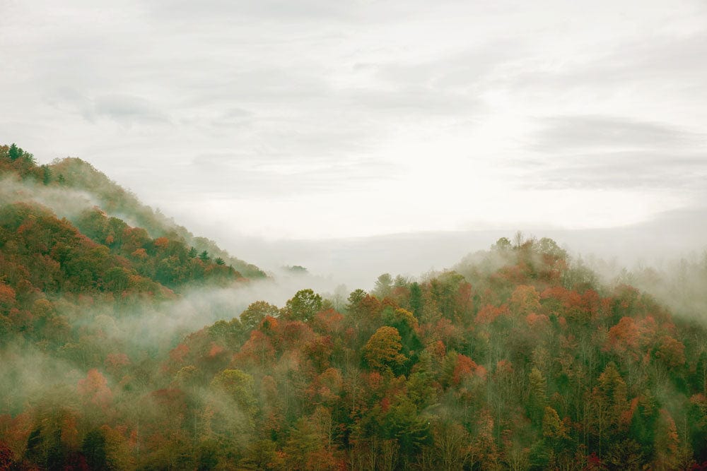 Papier peint mural de forêt verte nuageuse - Le meilleur Papier peint panoramique Sur mesure