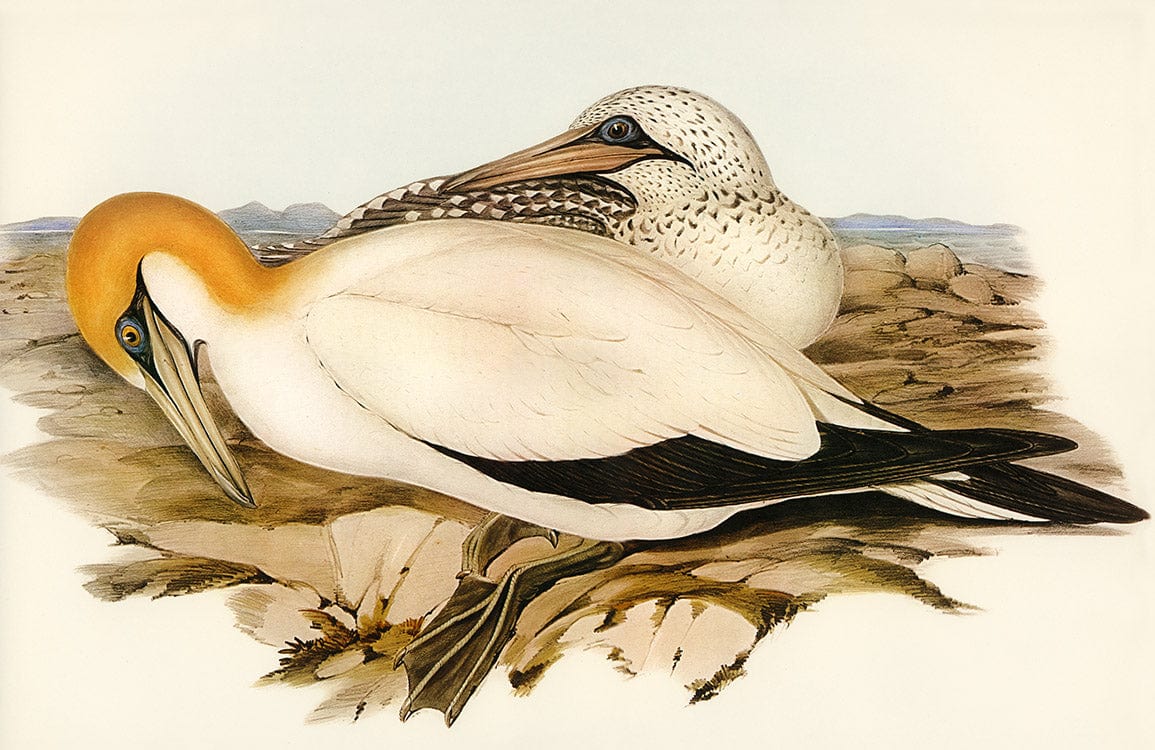 Gannets perchés sur un papier peint mural de Fou australien, décor naturel et élégant