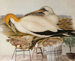 Papier peint mural Fous de Bassan sur rivage exotique - Vignette | Mr Papier Peint
