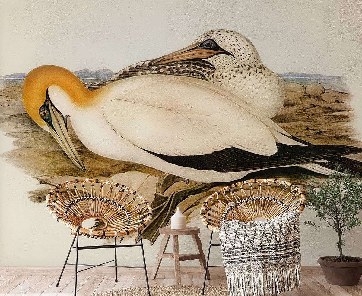Papier peint mural de Fou australien avec deux oiseaux blancs à têtes colorées