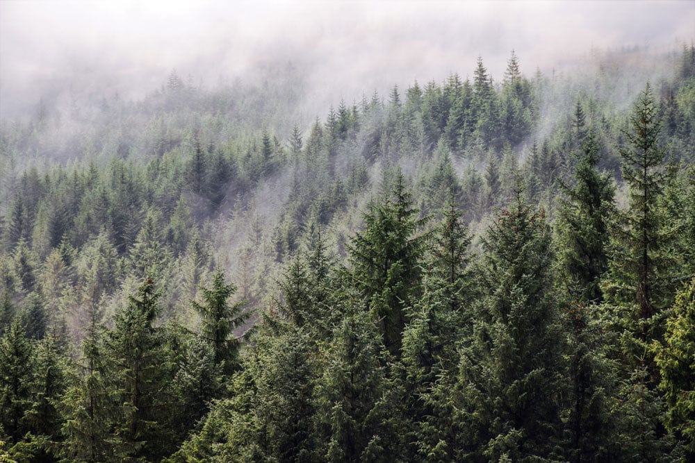 Papier peint mural de la forêt de brume qui s’estompe - Le meilleur Papier peint panoramique Sur mesure