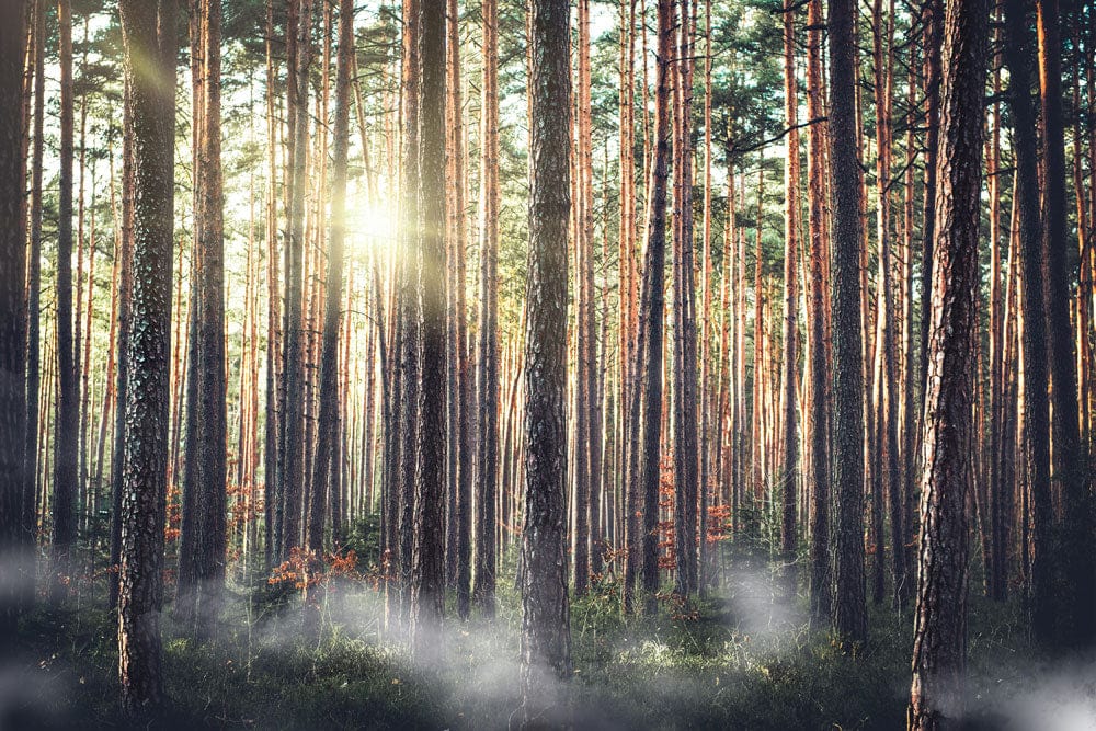 Papier peint mural de la forêt élancée - Le meilleur Papier peint panoramique Sur mesure