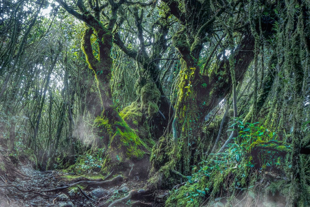 Papier peint mural de la forêt moussue avec arbres anciens et mousse dense
