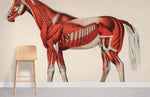 Papier peint mural de muscle de cheval - Vignette | Mr Papier Peint