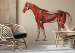 Papier peint mural de muscle de cheval - Vignette | Mr Papier Peint