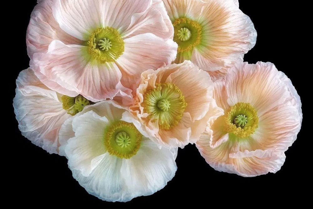 Papier peint mural de pavots d Islande avec fleurs roses, oranges et blanches