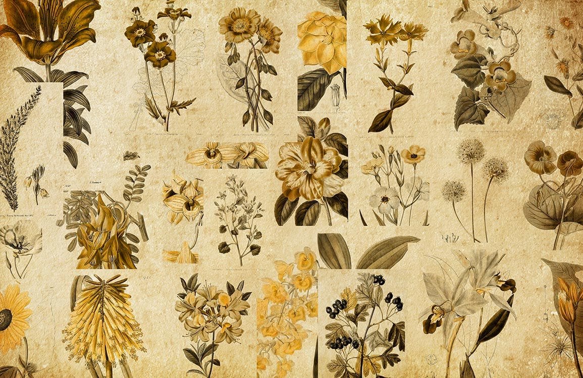 Papier Peint Mural de Phytologie - Le meilleur Papier peint panoramique Sur mesure