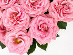 Papier peint mural Roses en Rose Bébé Éclat et Douceur Florale - Vignette | Mr Papier Peint